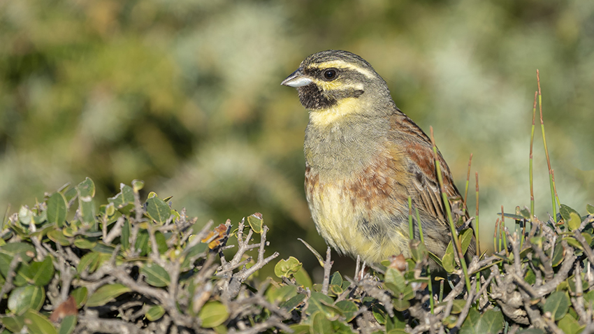 Cirl Bunting