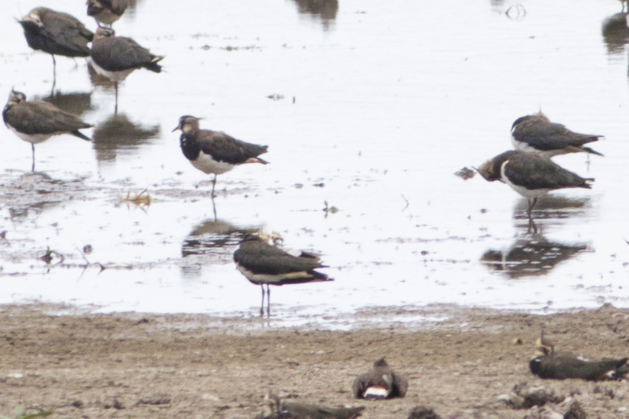 Northern Lapwing
