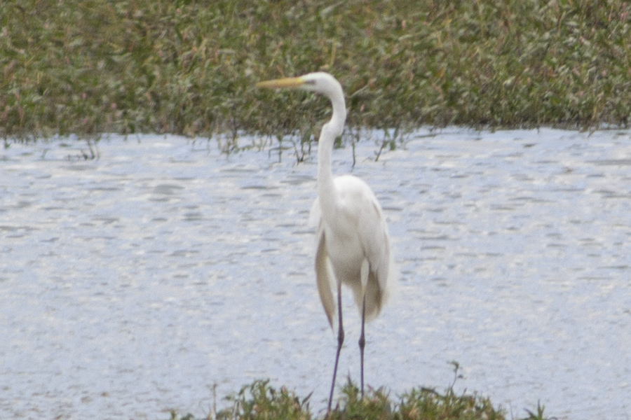 Great Egret