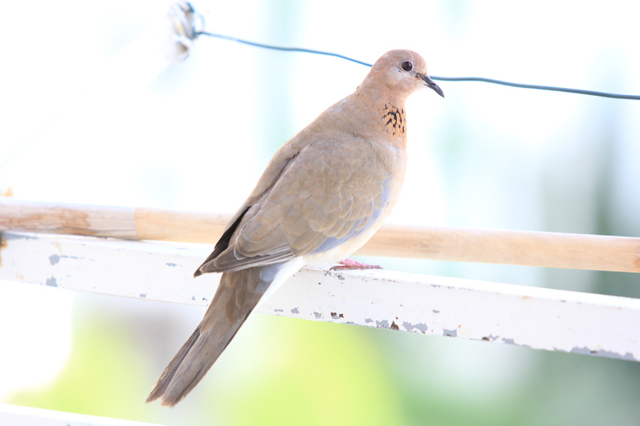 Laughing Dove