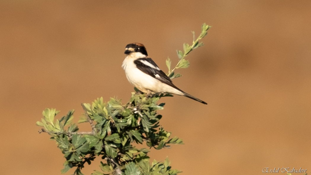Woodchat Shrike
