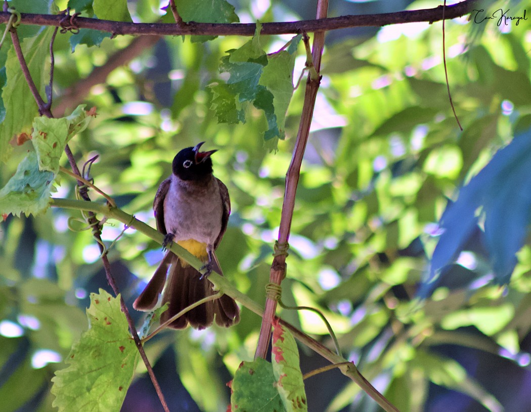 White-spectacled Bulbul