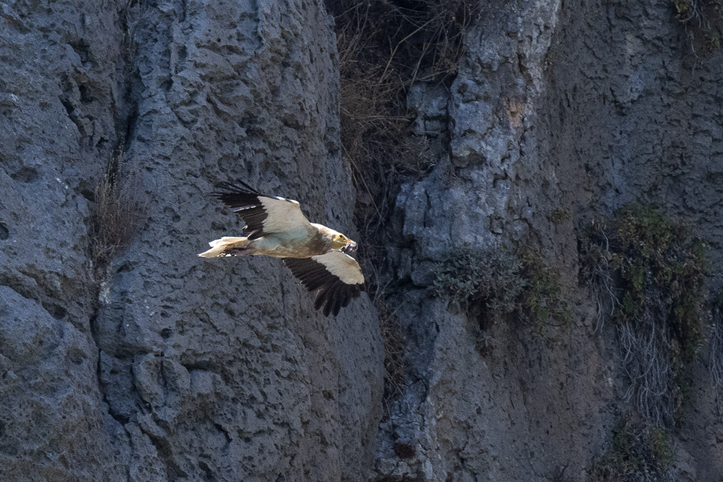 Egyptian Vulture