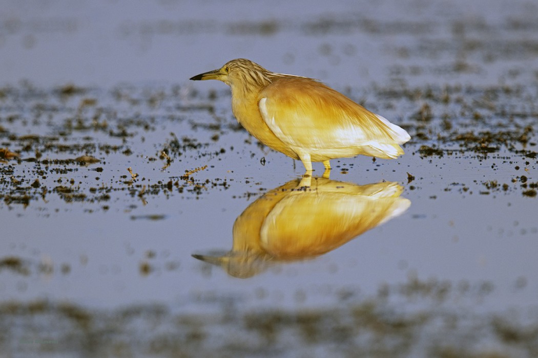 Squacco Heron