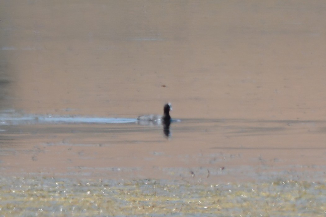 Eurasian Coot