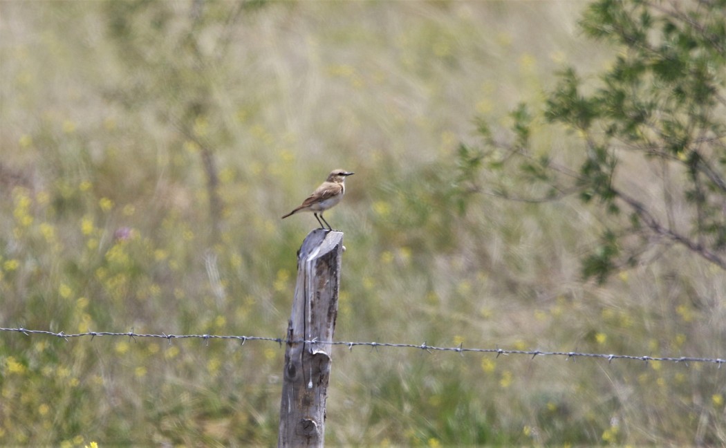 Isabelline Wheatear