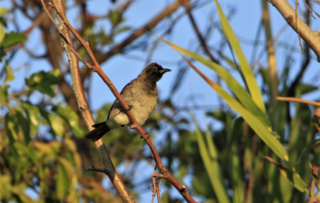 White-spectacled Bulbul