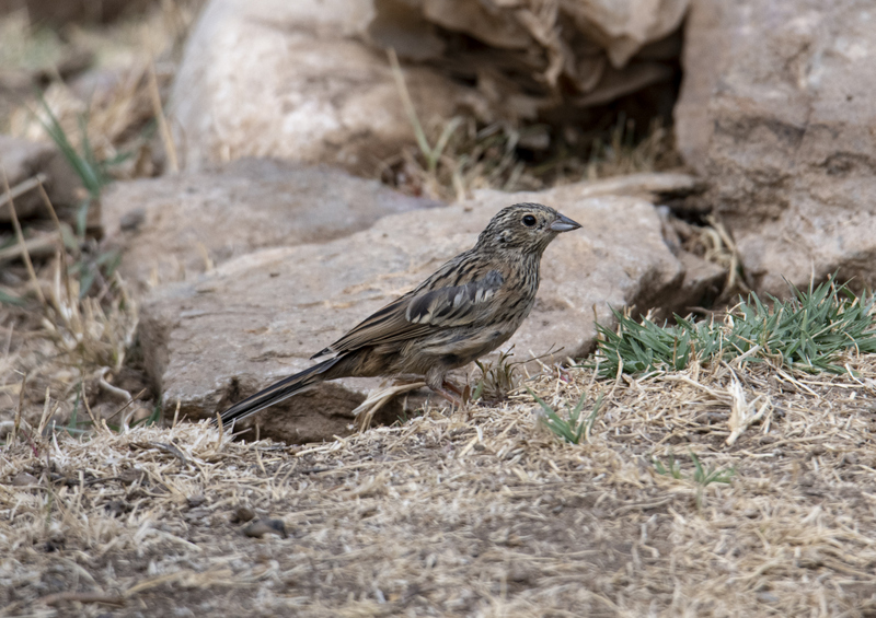 Rock Bunting