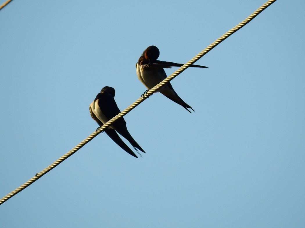 Barn Swallow