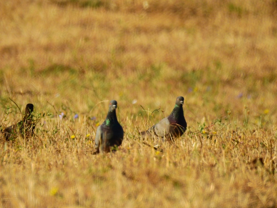 Rock Dove