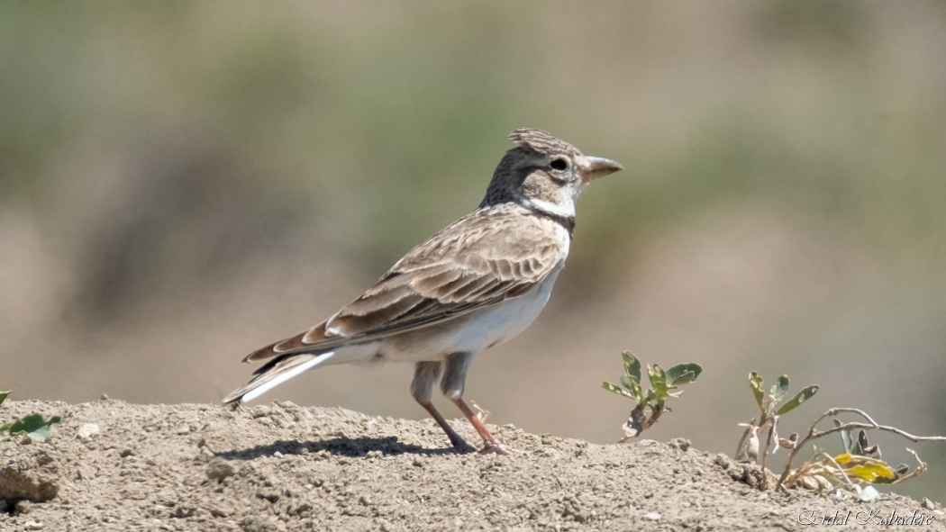 Calandra Lark