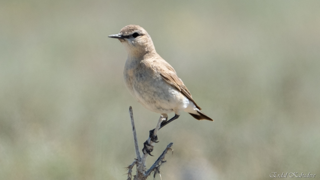 Isabelline Wheatear