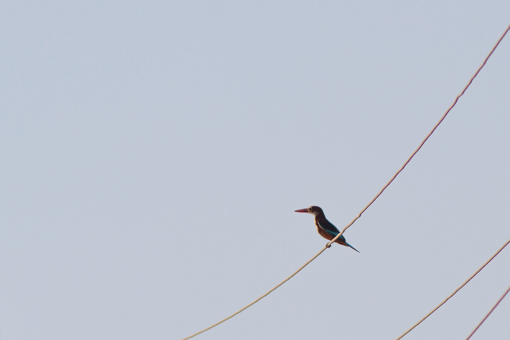 White-throated Kingfisher