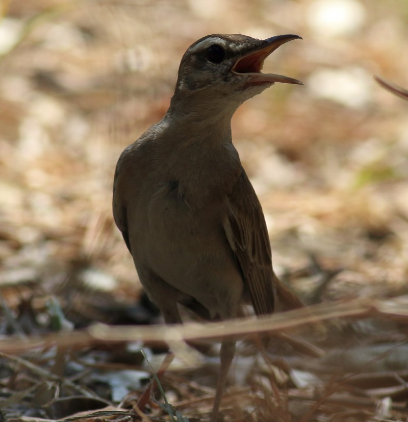 Rufous-tailed Scrub Robin