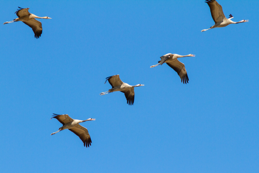 Common Crane