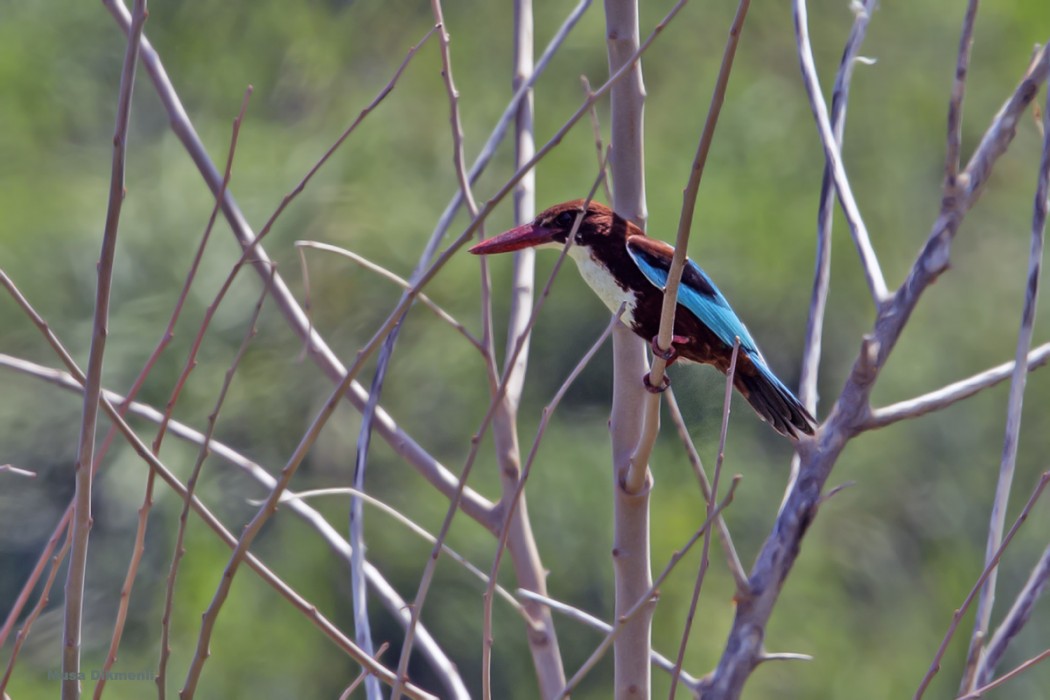 White-throated Kingfisher