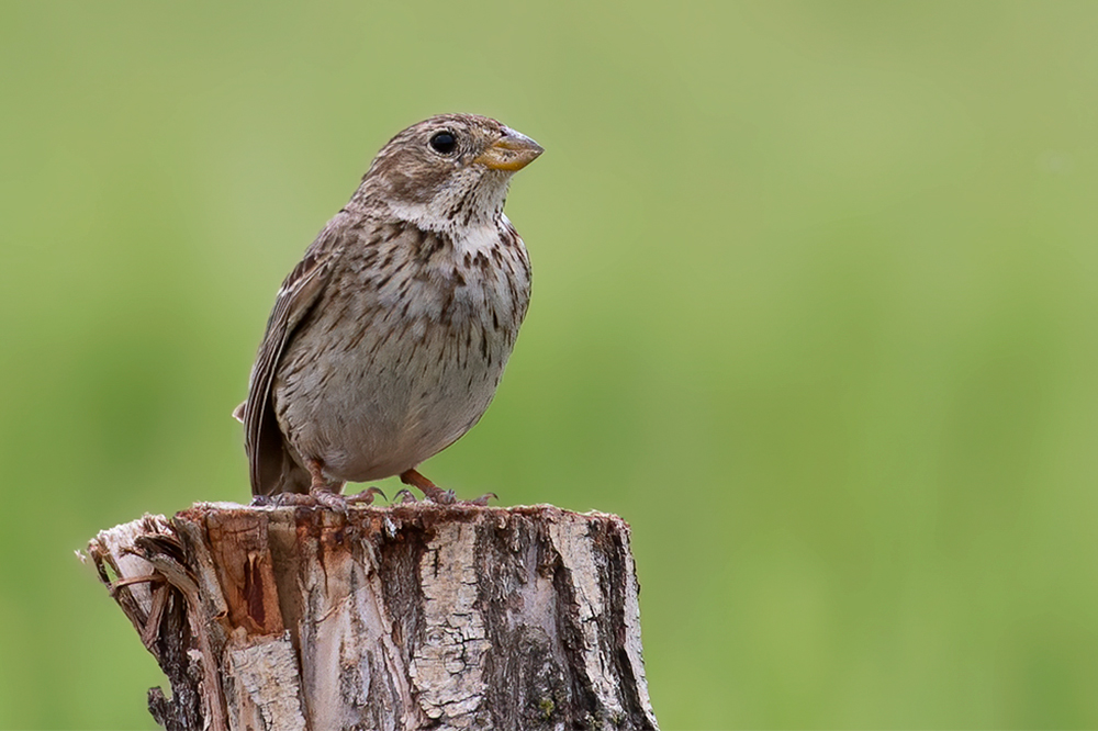 Corn Bunting