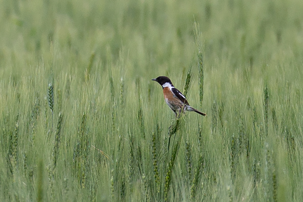 European Stonechat