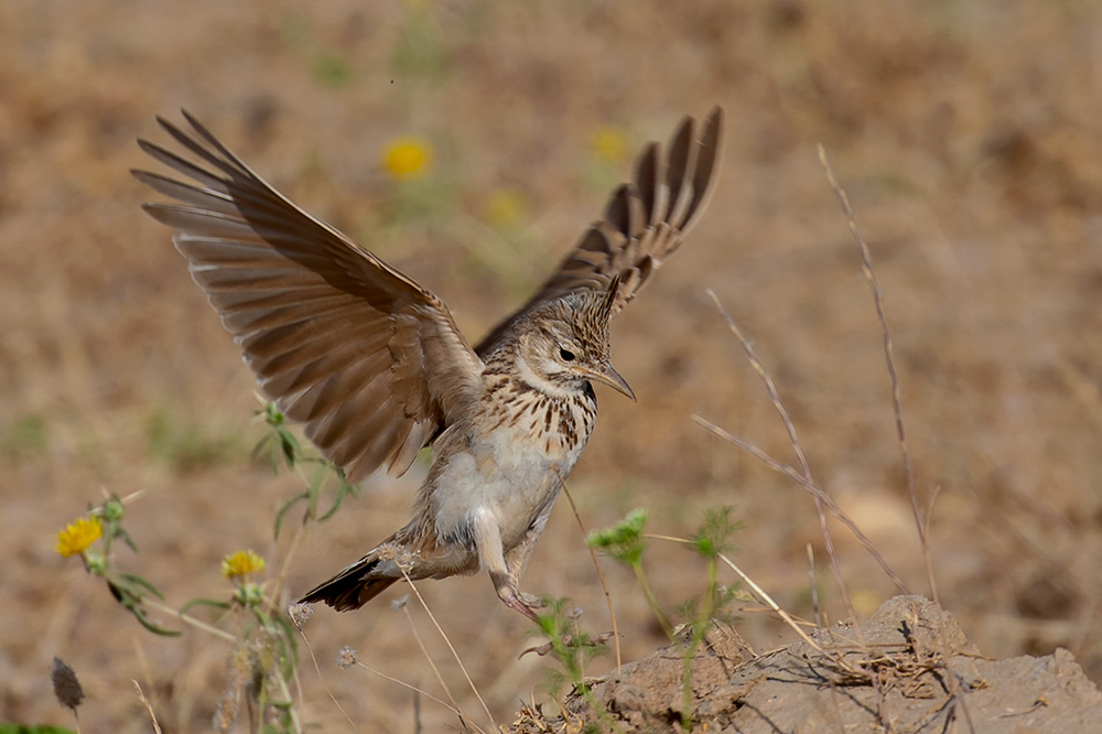 Crested Lark