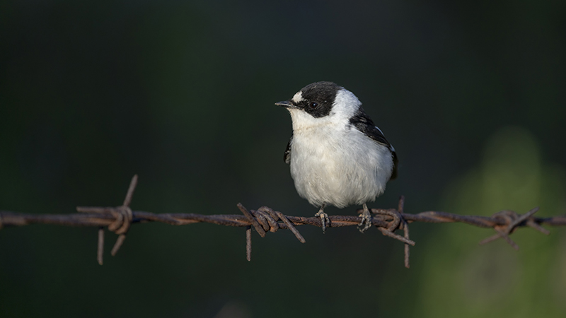 Collared Flycatcher