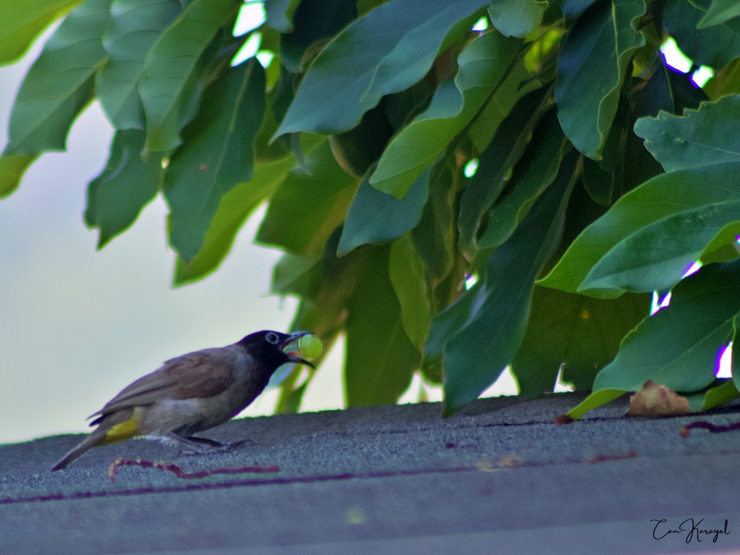 White-spectacled Bulbul