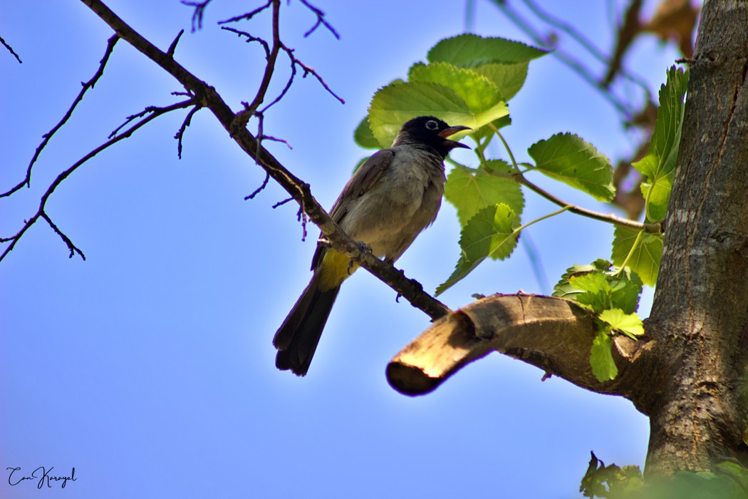White-spectacled Bulbul