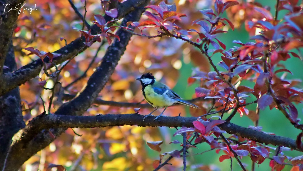 Great Tit