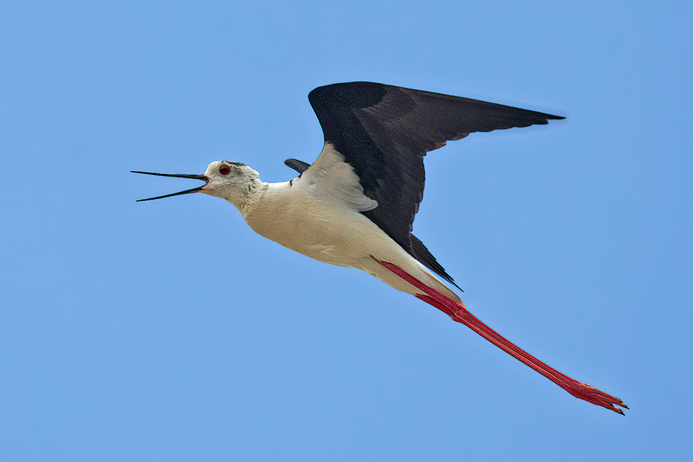 Black-winged Stilt