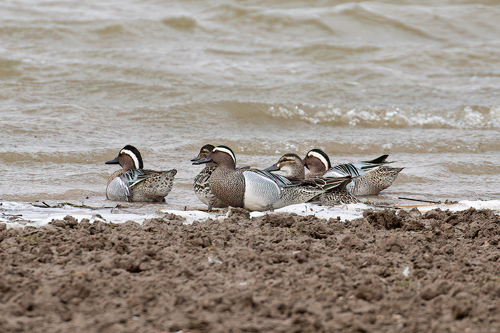 Garganey