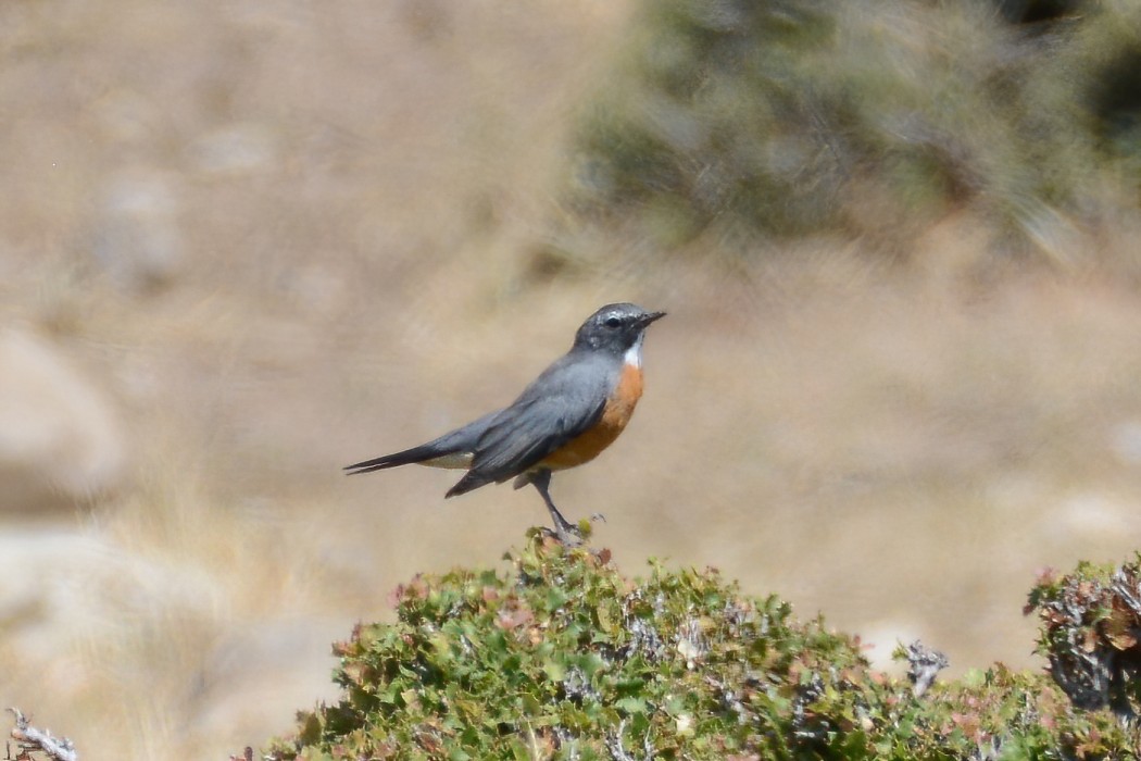 White-throated Robin