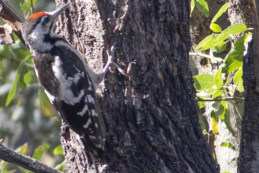 Syrian Woodpecker