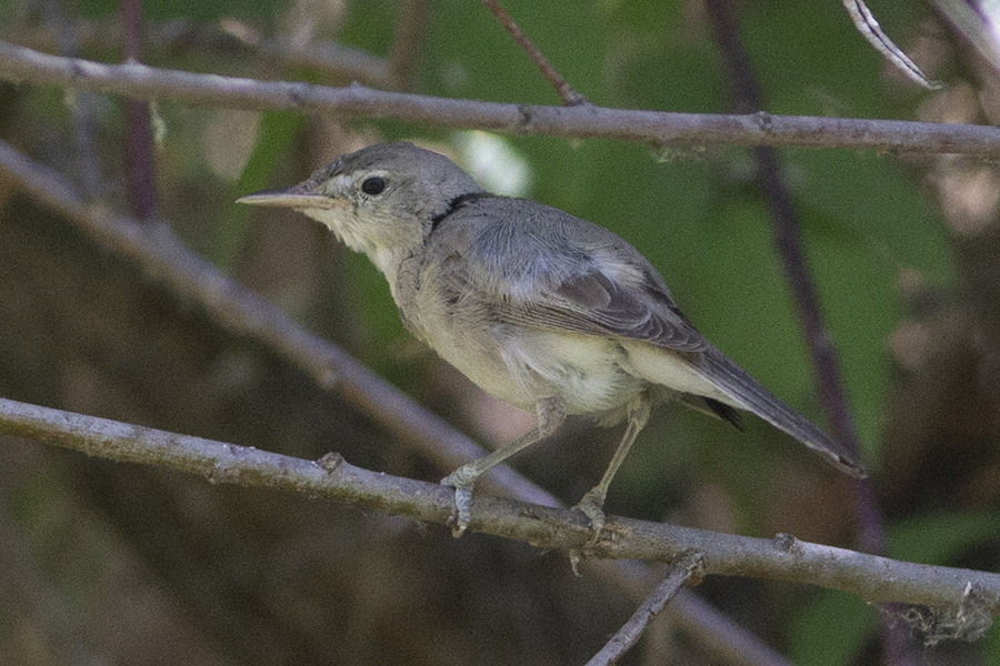 Eastern Olivaceous Warbler