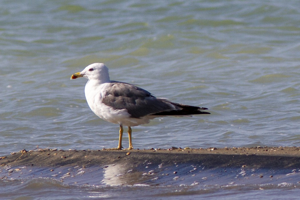 Armenian Gull