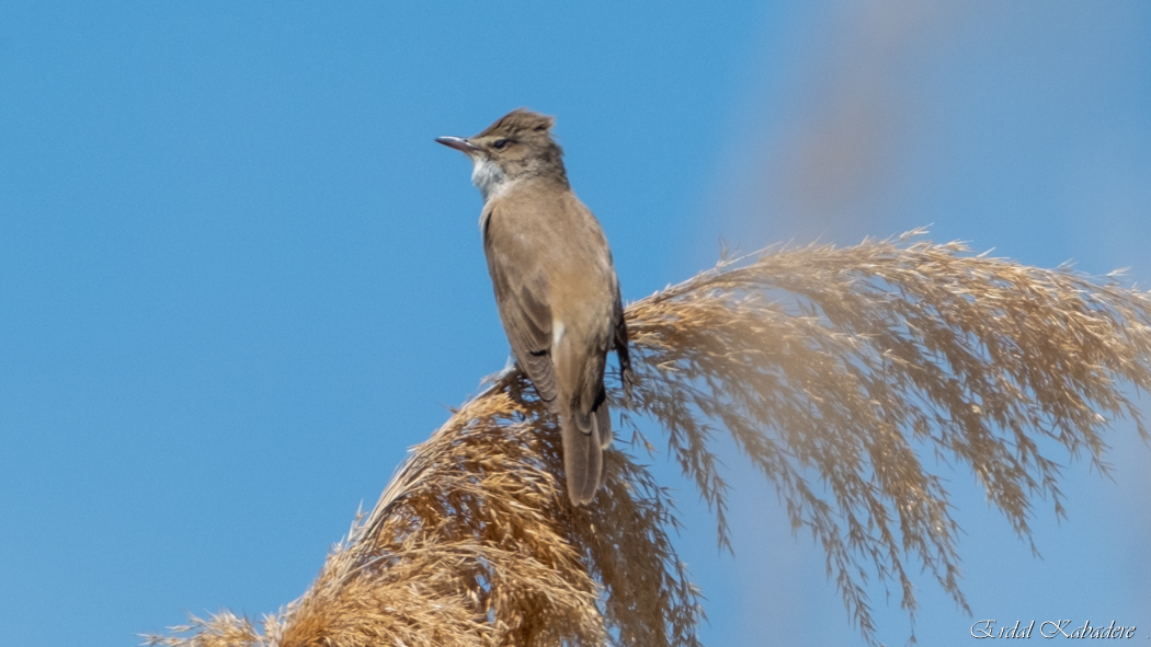 Great Reed Warbler