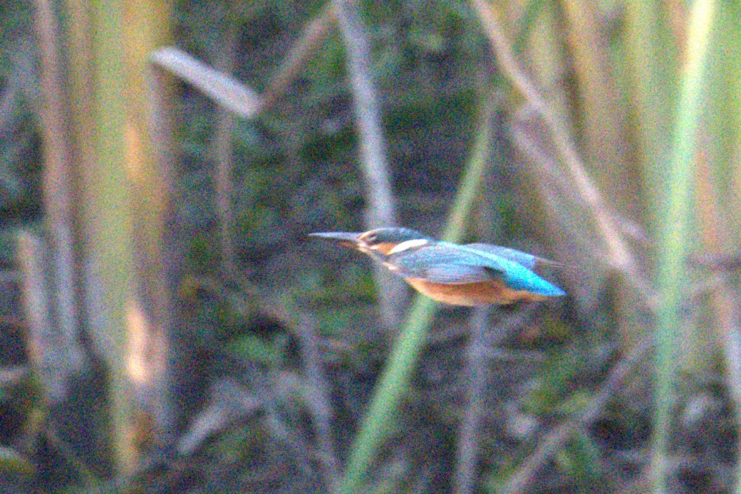 Common Kingfisher