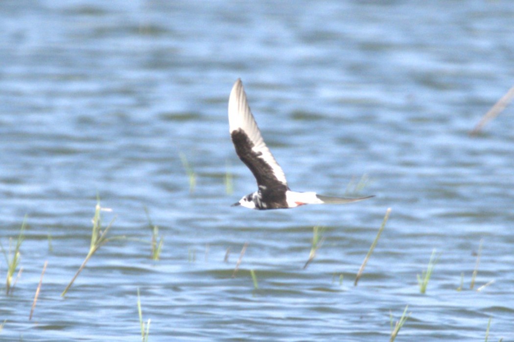 White-winged Tern