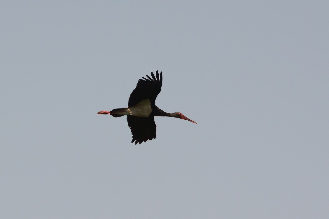 Black Stork