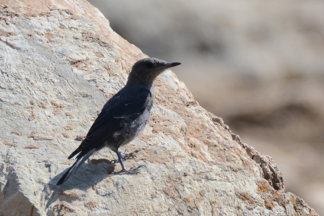 Blue Rock Thrush