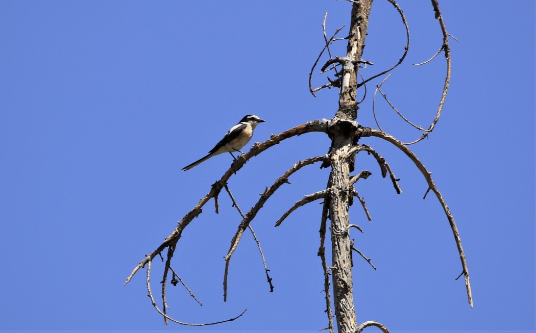 Masked Shrike