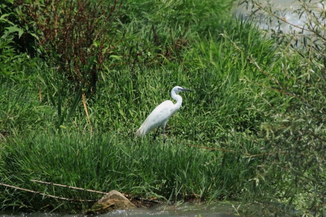Little Egret
