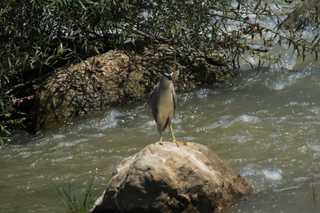 Black-crowned Night Heron