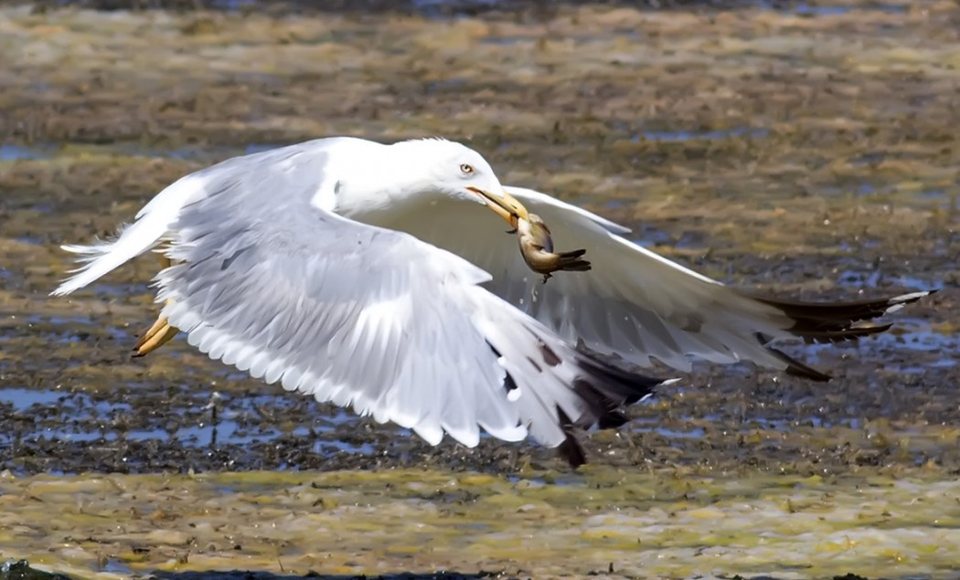 Yellow-legged Gull