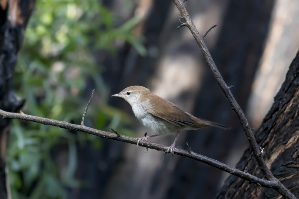 Cetti`s Warbler