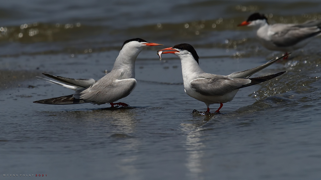 Common Tern