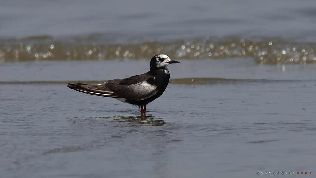 White-winged Tern
