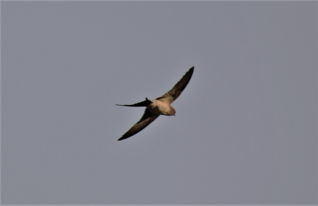 Red-rumped Swallow