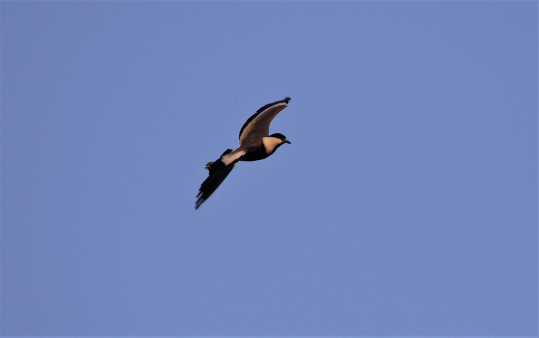 Spur-winged Lapwing