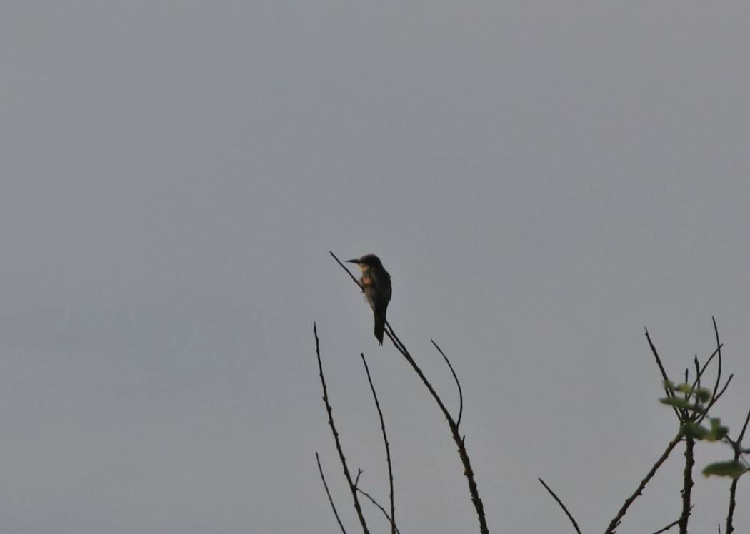 European Bee-eater