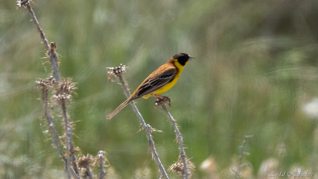 Black-headed Bunting