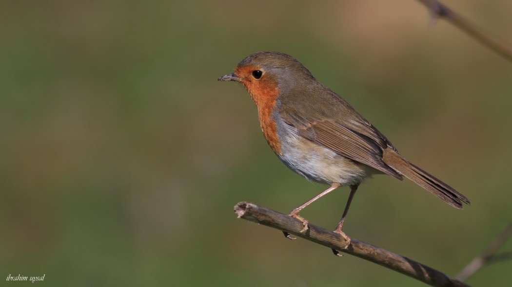 European Robin